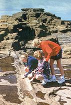 Petrified Forest - Curio Bay