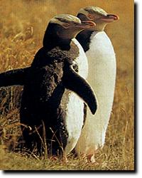 Yellow-Eyed Penguin