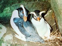 Crested Penguins