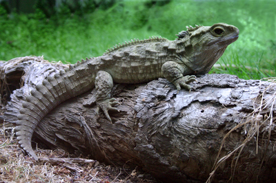 Henry the Tuatara