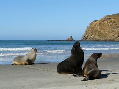 New Zealand Fur Seal