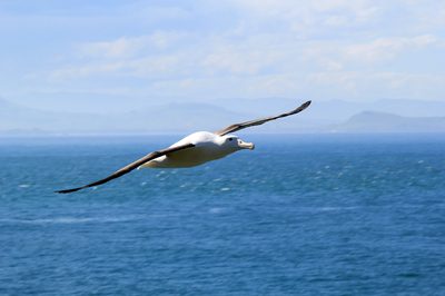 Royal Albatross