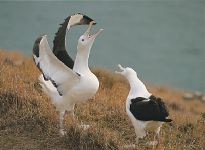Royal Albatross Pair