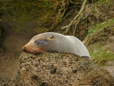 New Zealand Fur Seal