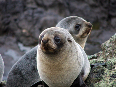 New Zealand Fur Seal