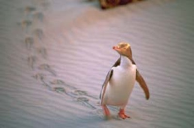 Yellow Eyed Penguin