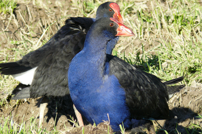 Pukeko