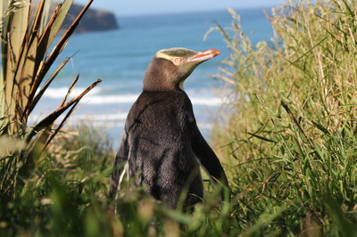 Yellow Eyed Penguin