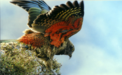 New Zealand Kea