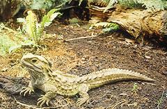 Tuatara